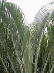 Dypsis decaryi 