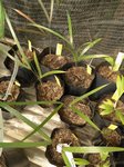 Dypsis plumosa