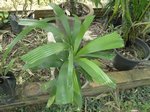 Licuala sp. New Britain
