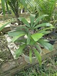 Licuala sp. New Britain