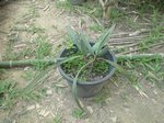 Trithrinax campestris