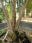 Salacca sp. 'Sarawak' clumping form