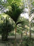 Areca macrocalyx var. mariea 