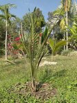 Elaeis guineensis var. idolatrica