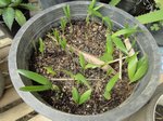 Ptychosperma sanderianum
