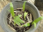 Pritchardia beccariana