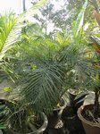 Dypsis lutescens cv. compacta form 2 ?