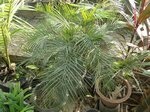 Dypsis lutescens cv. compacta form 2 ?