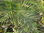 Dypsis lutescens cv. compacta form 2 ?