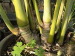 Dypsis lutescens cv. compacta form 2 ?