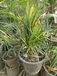 Dypsis lutescens cv Viroj