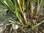 Dypsis lutescens cv Viroj