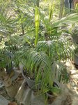Dypsis lutescens cv. compacta