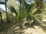 Sabal minor 