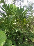 Licuala pahangensis 