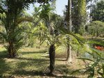 Dypsis utilis 