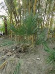 Serenoa rupens green form 