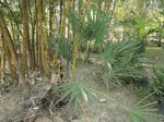 Serenoa rupens green form 