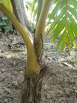 Areca vestiaria 'yellow leaf form'