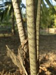 Caryota ophiopellis 