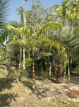 Roystonea oleracea var. venezuelana� 