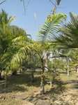 Roystonea oleracea var. venezuelana� 