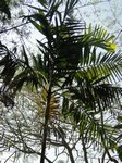 Ptychosperma sp. hybride 