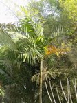 Ptychosperma sp. hybride 
