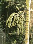 Ptychosperma sp. hybride 