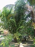 Salacca wallichiana 