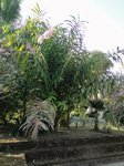 Salacca wallichiana 