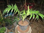 Dypsis ampasindavae