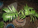 Dypsis ampasindavae
