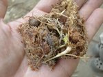 Hydriastele longispatha