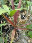 Welfia regia