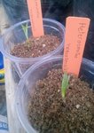 Heterospathe negrosensis