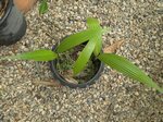 Pritchardia schattaueri
