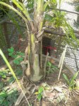Syagrus cocoides 