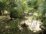 Dypsis arenarum 