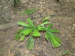 Lanonia dasyantha * ex Licuala dasyantha