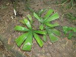 Lanonia dasyantha * ex Licuala dasyantha