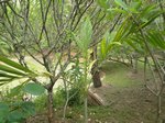 Veitchia metiti