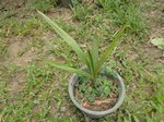 Jubaea chilensis 'blue form'