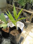 Euterpe oleracea Para dwarf 'Super berry'