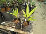 Euterpe oleracea Para dwarf 'Super berry'