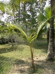 Cocos nucifera var. orange / Myanmar