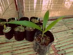 Pritchardia schattaueri