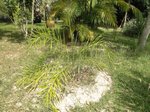 Syagrus cocoides 