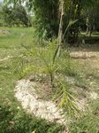 Syagrus cocoides 