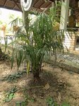 Dypsis lutescens cv. compacta